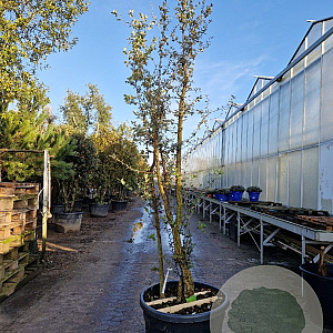 Quercus suber 200-250 cm cont. 130L meerstammig