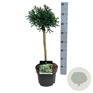 Cryptomeria j. 'Little Champion' 40 cm stam 4,5L