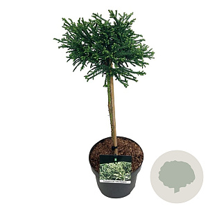 Cryptomeria j. 'Little Champion' 40 cm stam 4,5L