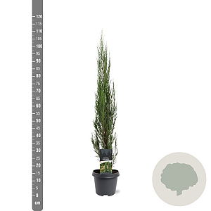 Juniperus s. 'Blue Arrow' 80-100 cm 5,0L