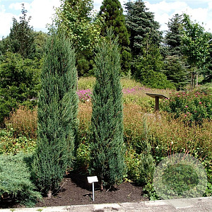 Juniperus s. 'Blue Arrow' 80-100 cm 5,0L