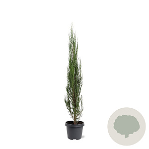 Juniperus s. 'Blue Arrow' 80-100 cm 5,0L