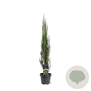 Juniperus s. 'Blue Arrow' 80-100 cm 5,0L