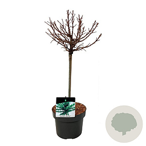 Larix kaempf. 'Grey Pearl' 40 cm stam 5,0L