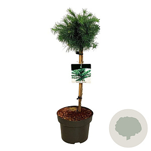 Larix kaempf. 'Grey Pearl' 40 cm stam 5,0L