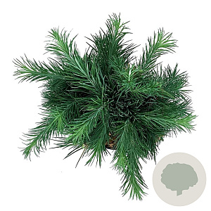 Larix kaempf. 'Grey Pearl' 40 cm stam 5,0L