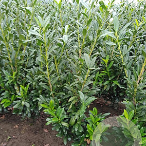 Prunus l. 'Caucasica' 125-150 cm met kluit