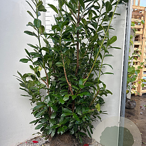 Prunus l. 'Novita' 125-150 cm met kluit
