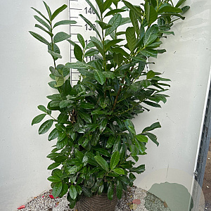 Prunus l. 'Novita' 125-150 cm met kluit