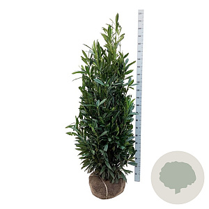 Prunus l. Renault Ace 150-175 cm met kluit extra