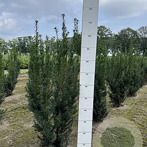 Taxus media 'Hicksii' 80-100 cm met kluit