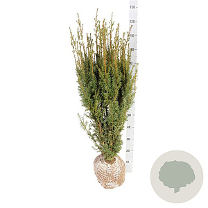 Taxus media 'Hicksii' 80-100 cm met kluit