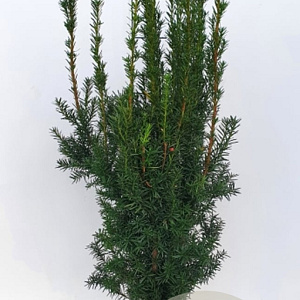 Taxus media 'Hicksii' 80-100 cm met kluit