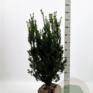 Taxus media 'Hicksii' 80-100 cm met kluit