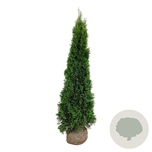 Thuja occ. 'Smaragd' 180-200 cm met kluit extra
