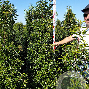 Prunus l. 'Angustifolia' 200-225 cm met kluit