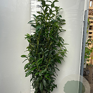 Prunus l. Genolia 125-150 cm met kluit
