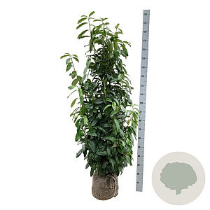 Prunus l. Genolia 125-150 cm met kluit