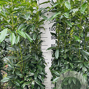 Prunus l. Genolia 125-150 cm met kluit