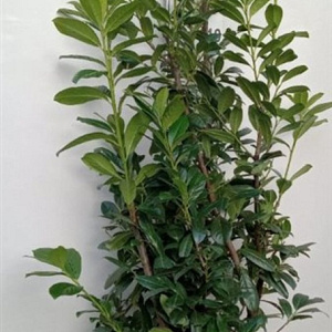 Prunus l. 'Novita' 175-200 cm met kluit