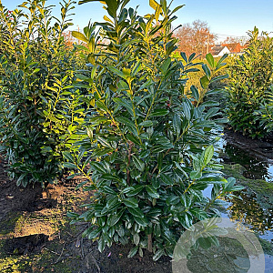 Prunus l. 'Novita' 175-200 cm met kluit