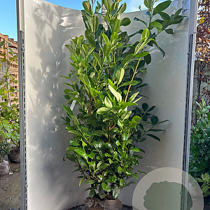 Prunus I. 'Rotundifolia' 175-200 cm met kluit