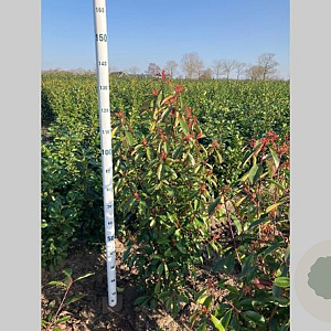 Photinia fraseri 'Red Robin' 100-120 cm met kluit