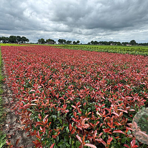 Photinia fraseri 'Red Robin' 100-120 cm met kluit