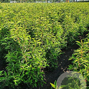 Prunus l. 'Angustifolia' 100-120 cm met kluit