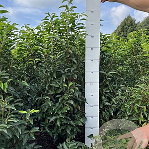 Prunus l. 'Angustifolia' 100-120 cm met kluit