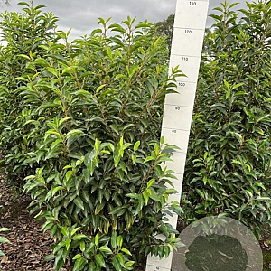 Prunus l. 'Angustifolia' 100-120 cm met kluit