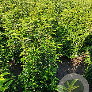 Prunus l. 'Angustifolia' 100-120 cm met kluit