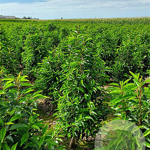 Prunus l. 'Angustifolia' 120-140 cm met kluit