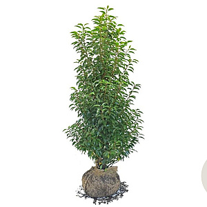 Prunus l. 'Angustifolia' 140-160 cm met kluit