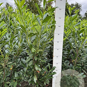 Prunus l. 'Caucasica' 100-120 cm met kluit