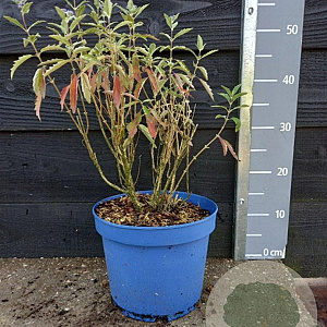 Caryopteris cland. Grand Bleu 30-40 cm 5,0L