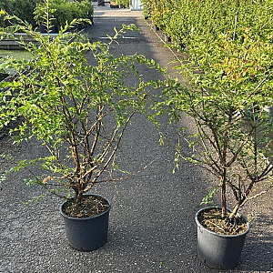 Euonymus alatus 100-125 cm 15L