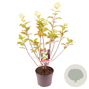 Hydrangea pan. 'Limelight' 30-35 cm 2,0L