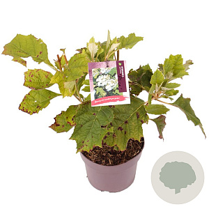 Hydrangea querc. 'Alice' 30-35 cm 3,0L
