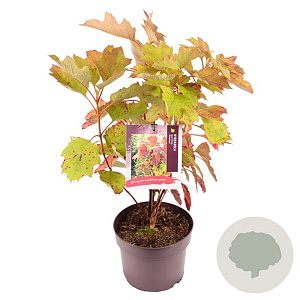 Hydrangea querc. 'Amethyst' 30-35 cm 3,0L