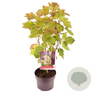 Hydrangea querc. 'Black Porch' 30-35 cm 3,0L