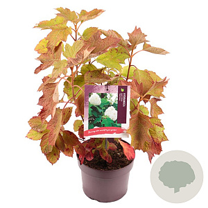 Hydrangea querc. 'Harmony' 30-35 cm 3,0L