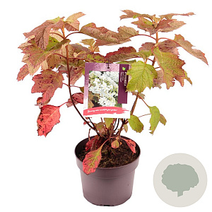 Hydrangea querc. 'Sike's Dwarf' 30-35 cm 3,0L