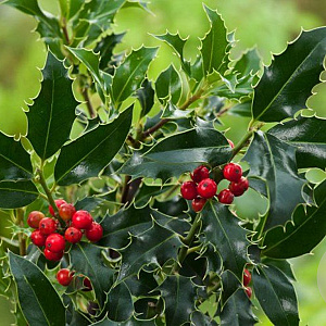 Ilex aq. 'Alaska' 50-60 cm met kluit extra