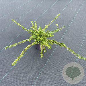 Lonicera nit. 'Maigrün' 30-40 cm P13