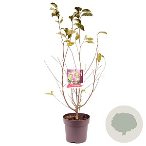 Magnolia 'Susan' 60-80 cm 10L