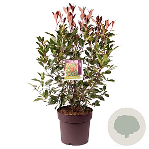 Photinia fraseri 'Red Robin' 80 cm 15L