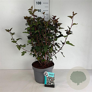 Physocarpus opulif. 'Diabolo' 60-80 cm 10L