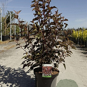 Physocarpus opulif. 'Diabolo' 60-80 cm 10L