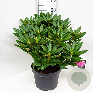 Rhododendron 'Cosmopolitan' 50-60 cm 10L